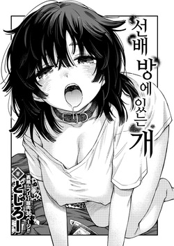 [Doji ro] Senpai no Heya ni Iru Inu | 선배 방에 있는 개 (COMIC Kairakuten 2026-08) [Korean] [Team Edge] [Digital] page 3